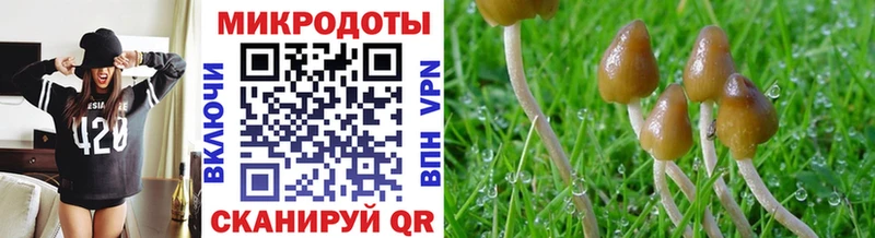 Псилоцибиновые грибы мицелий  darknet телеграм  Полярные Зори  как найти наркотики 